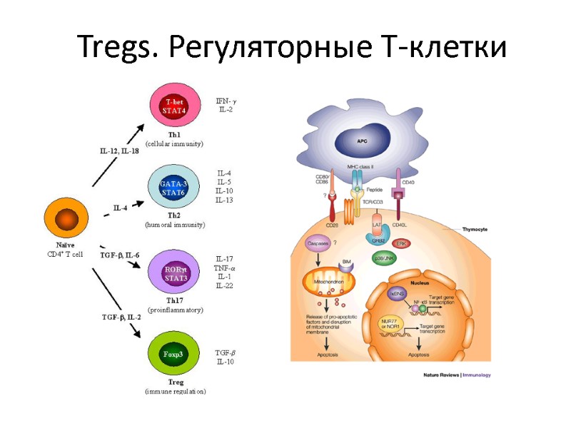 Tregs. Регуляторные Т-клетки
